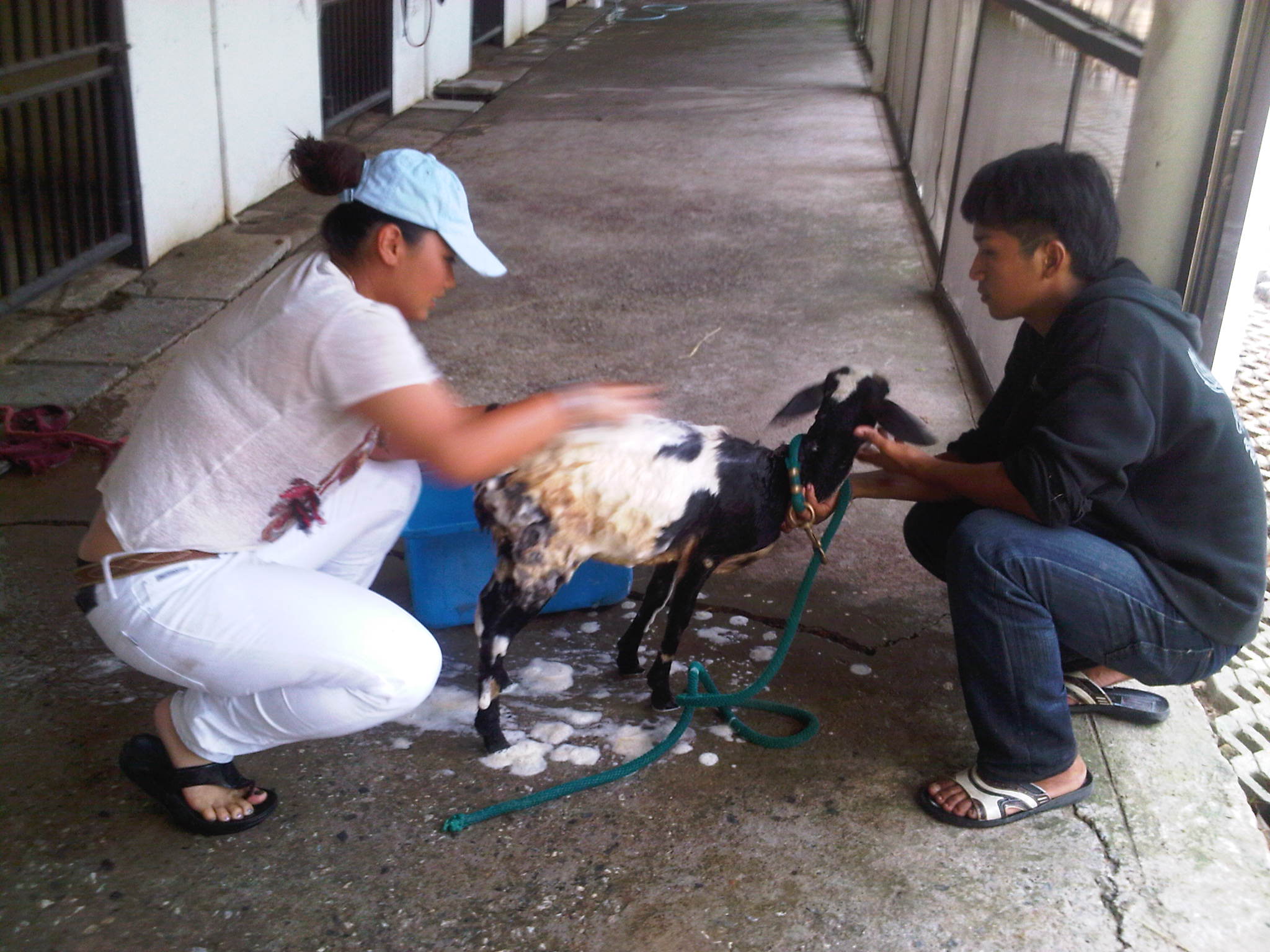 Khun Ploy washing the goat before it to be eaten